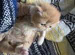 Persians litter different colors - Persian Kitten For Sale - Altamonte Springs&comma; FL&comma; US