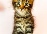 Maine Coon Female - Maine Coon Kitten For Sale - Staten Island&comma; NY&comma; US