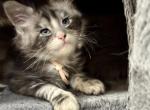 Blossom - Maine Coon Kitten For Sale - 