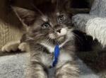 Brooks - Maine Coon Kitten For Sale - 