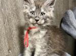 Bud - Maine Coon Kitten For Sale - 