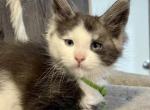 Bentley - Maine Coon Kitten For Sale - Rogersville&comma; MO&comma; US