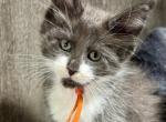 Beau - Maine Coon Kitten For Sale - Rogersville&comma; MO&comma; US