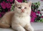 Uno - British Shorthair Kitten For Sale - Los Angeles&comma; CA&comma; US