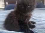 Ty rare Ragdool & schottish - Ragdoll Kitten For Sale - Exton&comma; PA&comma; US