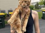 Autumn - Maine Coon Cat For Sale - Pingree Grove&comma; IL&comma; US