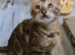 Dark Boy - Bengal Kitten For Sale - GA&comma; US
