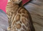 Blue Boy - Bengal Kitten For Sale - 