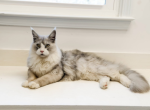 Leonidas - Maine Coon Cat For Adoption - TN&comma; US