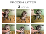 Black silver tabby Maine Coons - Maine Coon Kitten For Sale - Villa Rica&comma; GA&comma; US
