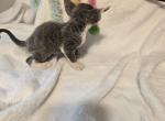 Bobo - Devon Rex Kitten For Sale - Lynchburg&comma; VA&comma; US