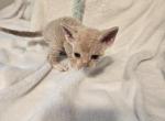 Butch - Devon Rex Kitten For Sale - Lynchburg&comma; VA&comma; US