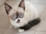 Smirk - Snowshoe Kitten For Sale - Walterboro&comma; SC&comma; US
