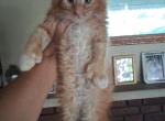 Maine Coon Highland lynx - Maine Coon Kitten For Sale - 