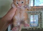 Laura Bells Babies - Maine Coon Kitten For Sale - Sandusky&comma; MI&comma; US