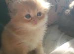 Martin - Scottish Fold Kitten For Sale - Grand Rapids&comma; MI&comma; US