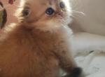 Astin - Scottish Fold Kitten For Sale - Grand Rapids&comma; MI&comma; US