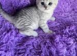 Max1 - Scottish Fold Kitten For Sale - Philadelphia&comma; PA&comma; US