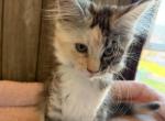 Mae - Maine Coon Kitten For Sale - Roscoe&comma; IL&comma; US