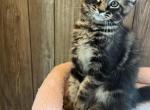 Atlas - Maine Coon Kitten For Sale - 