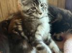 Aspen - Maine Coon Kitten For Sale - 