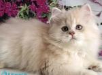 Princess - British Shorthair Kitten For Sale - Norwalk&comma; CT&comma; US