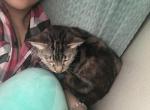 California Fiery Michi - American Longhair Cat For Sale - Lancaster&comma; CA&comma; US