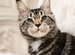 Excellent boy www lynxrunecode com Wcf FIFE - Maine Coon Kitten For Sale - FL&comma; US
