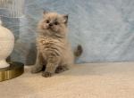 Nova - Ragdoll Kitten For Sale - Ozark&comma; MO&comma; US