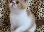 Romeo - Exotic Kitten For Sale - Saint Petersburg&comma; FL&comma; US