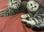 Golden and silver bears - Scottish Fold Kitten For Sale - 