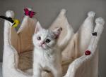 Misty - Scottish Straight Kitten For Sale - North Richland Hills&comma; TX&comma; US