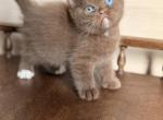 Jacob - British Shorthair Kitten For Sale - Los Angeles&comma; CA&comma; US
