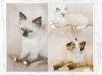 January Litter - Ragdoll Kitten For Sale - Torrance&comma; CA&comma; US