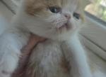 Red White Exotic Male 1 - Exotic Kitten For Sale - Stroudsburg&comma; PA&comma; US
