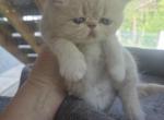Cream Exotic Female - Exotic Kitten For Sale - Brooklyn&comma; NY&comma; US