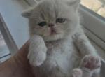 Cream Persian Female - Persian Kitten For Sale - Brooklyn&comma; NY&comma; US
