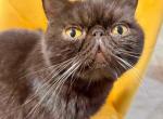 Chocolate & Pachuco - Exotic Cat For Sale - Gibsonton&comma; FL&comma; US