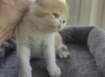 Red White Persian Male - Persian Kitten For Sale - Brooklyn&comma; NY&comma; US