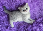 Patrik - Scottish Straight Kitten For Sale - Philadelphia&comma; PA&comma; US