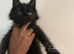 Norm Black Maine Coon - Maine Coon Kitten For Sale - 