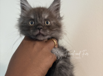 Bud Askins Black Smoke - Maine Coon Kitten For Sale - 