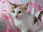 Ginger - Domestic Kitten For Sale - Lancaster&comma; PA&comma; US