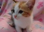 Cinnamon - Domestic Kitten For Sale - 