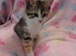Nutmeg - Domestic Kitten For Sale - 