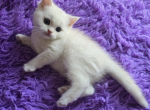 Simba - Scottish Straight Kitten For Sale - Philadelphia&comma; PA&comma; US