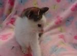 Cloves - Domestic Kitten For Sale - 