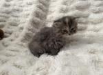 Tinkerbell - Persian Kitten For Sale - PA&comma; US