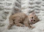 Milo - Persian Kitten For Sale - PA&comma; US