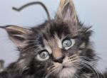 Lyla - Maine Coon Kitten For Sale - Brooklyn&comma; NY&comma; US